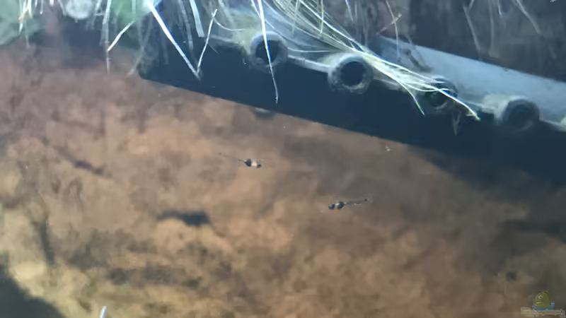 NACHWUCHS :) von Bessey (13)