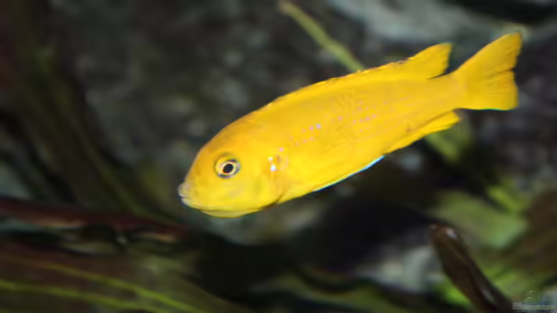 Nachwuchs :) von Gunnar2060 (3)