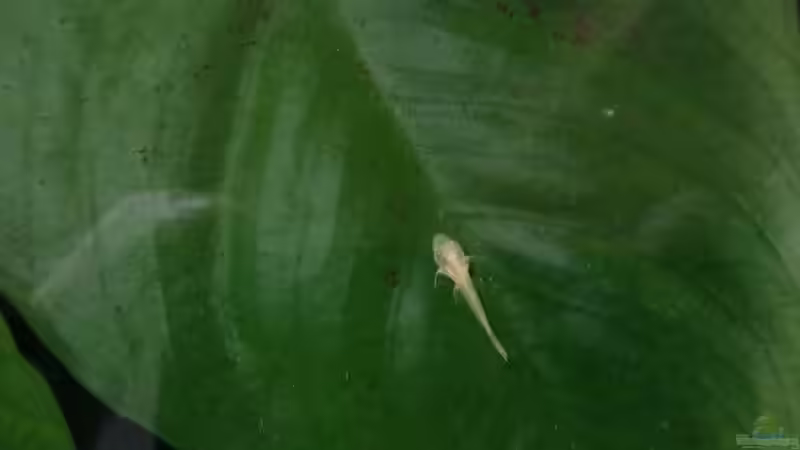 Nachwuchs =) von Koehler (34)