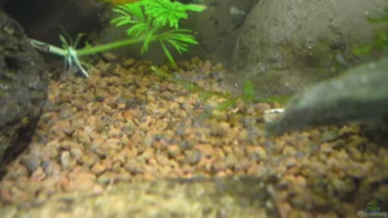 Nachwuchs- 1. Tag geführt schwimmen von Milehigh H (24)