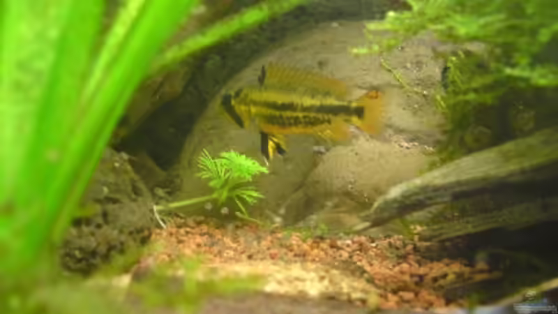 Nachwuchs- 1. Tag geführt schwimmen von Milehigh H (25)