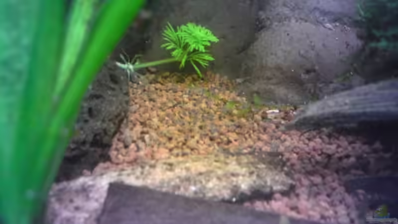 Nachwuchs- 1. Tag geführt schwimmen von Milehigh H (26)