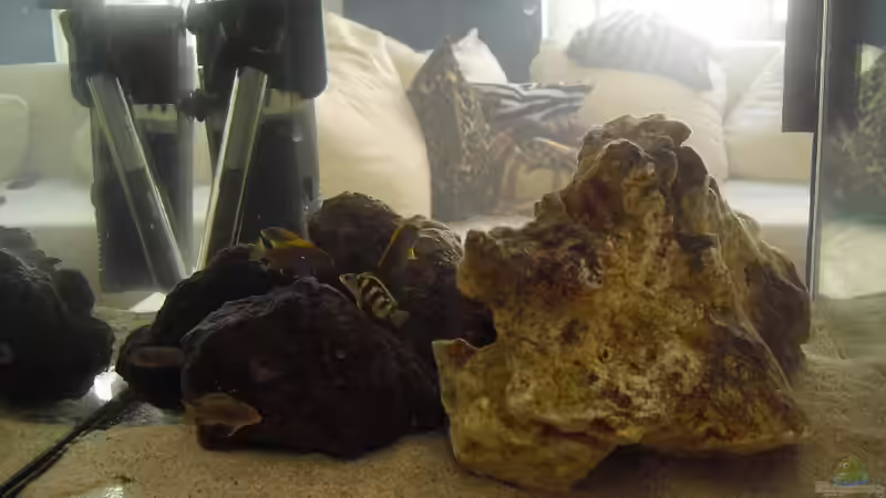 Nachwuchs: Hongis, Perlmutt, Neon Spot von MiCa (22)