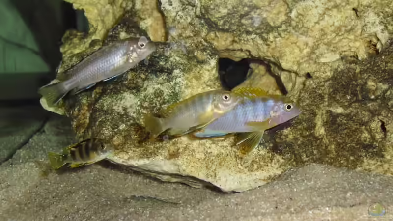 Nachwuchs: Hongis, Perlmutt, Neon Spot von MiCa (23)