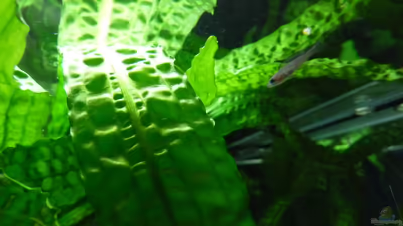 Nachwuchs  von Delta (9)