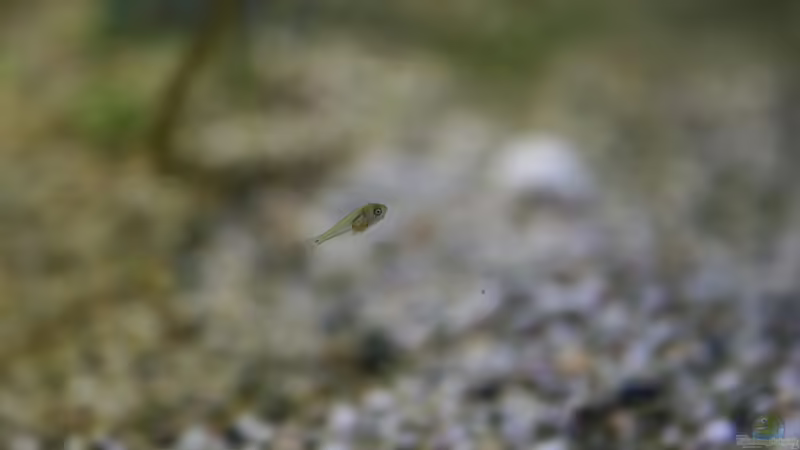 Nachwuchs 01.12.2012 von Susanne Axt (20)