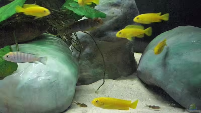 Nachwuchs 16.08.2011 Bild 1 von Malawi TOM (30)