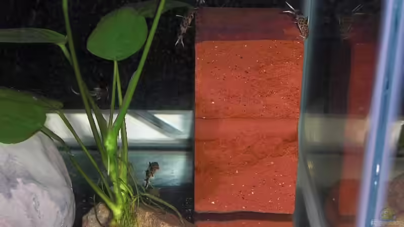 Nachwuchs 16.08.2011 Bild 13 von Malawi TOM (42)