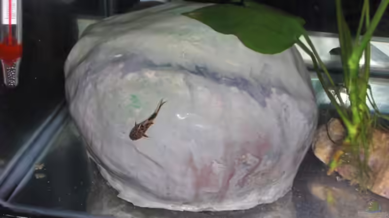 Nachwuchs 16.08.2011 Bild 14 von Malawi TOM (43)