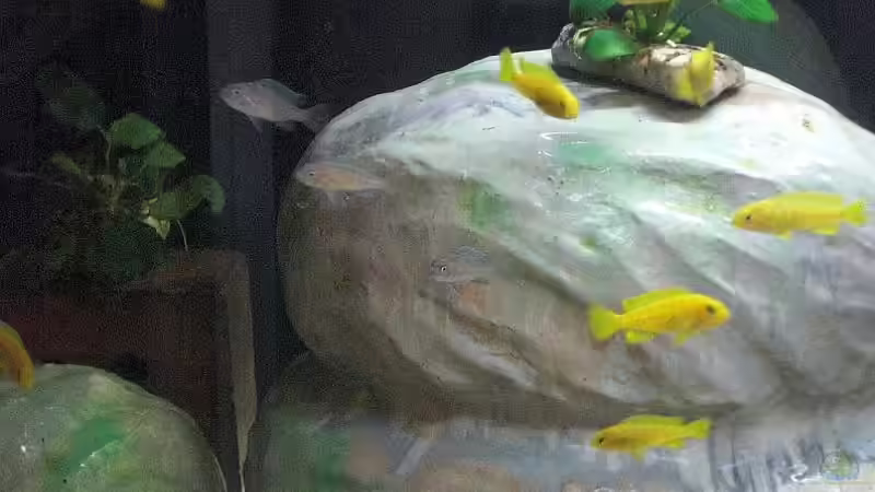 Nachwuchs 16.08.2011 Bild 2 von Malawi TOM (31)