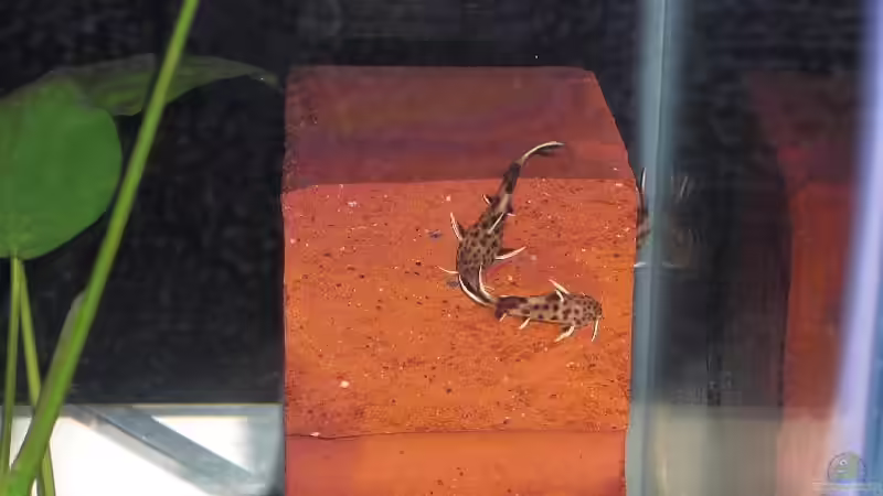 Nachwuchs 16.08.2011 Bild 4 von Malawi TOM (33)