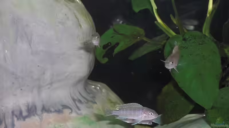 Nachwuchs 16.08.2011 Bild 5 von Malawi TOM (34)