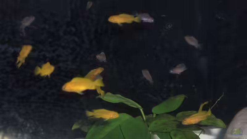 Nachwuchs 16.08.2011 Bild 7 von Malawi TOM (36)