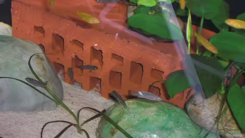 Nachwuchs 16.08.2011 Bild 9 von Malawi TOM (38)