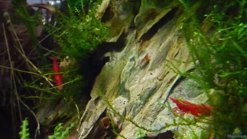 Nachwuchs 16.12.11 von mike1963 (26)