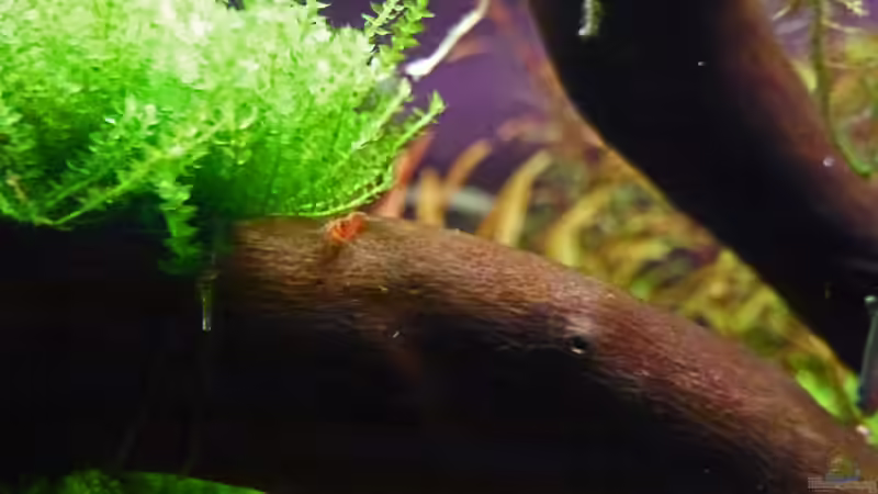 Nachwuchs 16.12.11 von mike1963 (27)