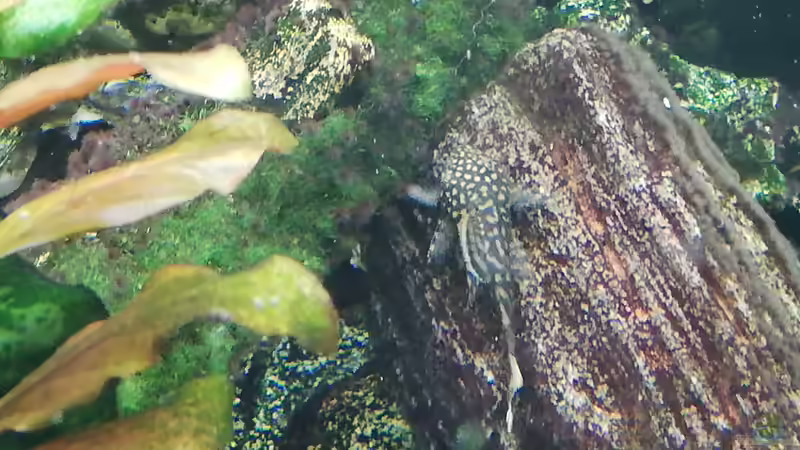 nachwuchs 2 von Chinese Inai (29)