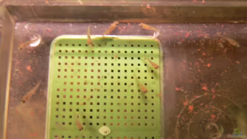 Nachwuchs (9Stck.) Mix aus Placidochromis electra & Placidochromis phenochilus lupingu von prerow (24)