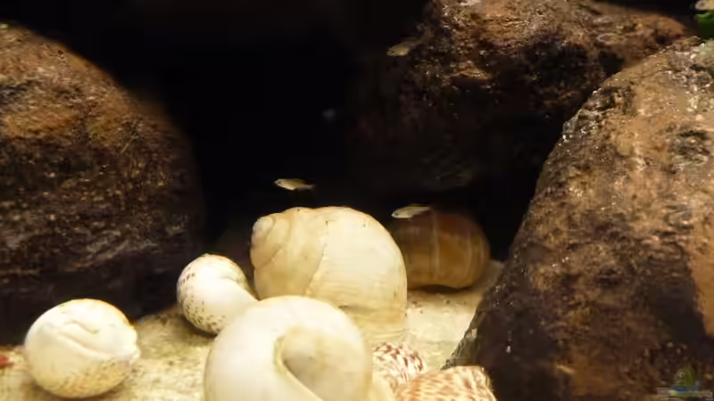 Nachwuchs am 18.04.2013 von Der Michel (18)