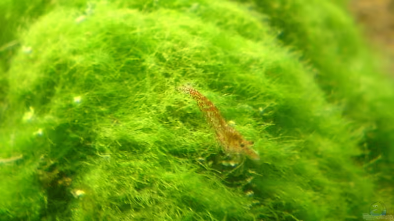 Nachwuchs auf vergewaltigter mooskugel von Jens Hug (17)