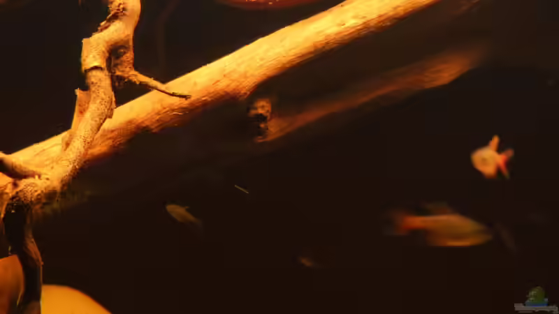 Nachwuchs August/16 von ~Marco~ (16)