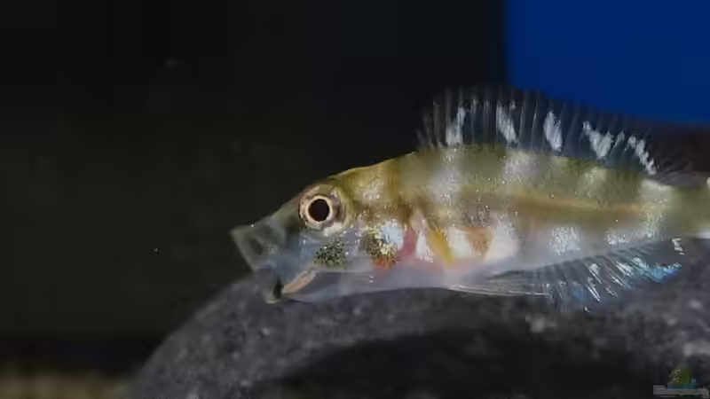 Nachwuchs bei A. calvus (2Monate alt) von Cichliden-Kabuff (35)