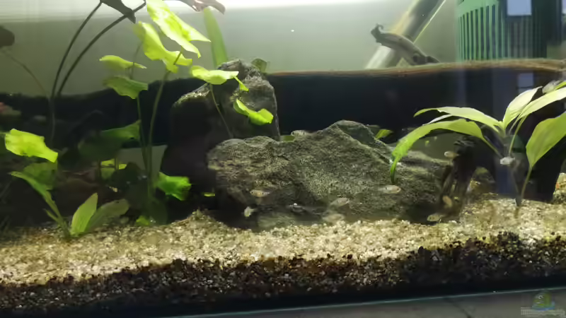 Nachwuchs bei den Elliots  von Ralf Bercke (29)