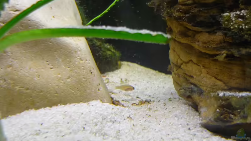 Nachwuchs bei den leleupi von Chris_R. (38)