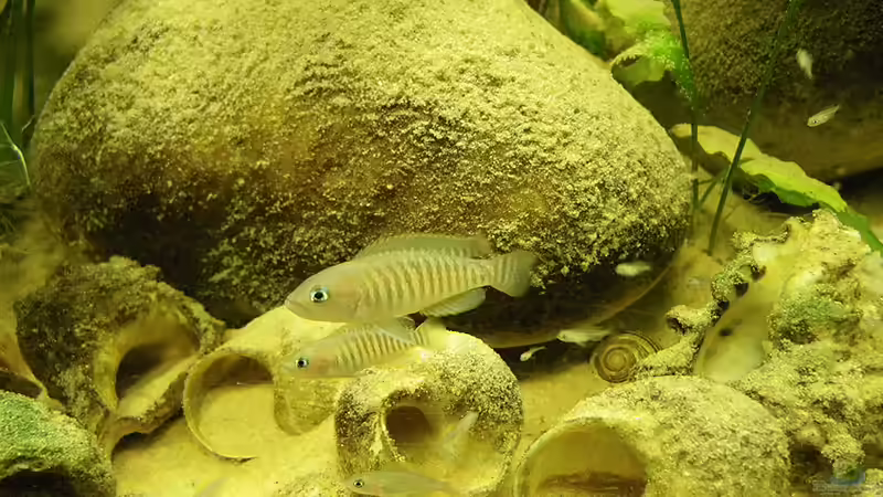 Nachwuchs bei den Schneckis von Bazzi (19)