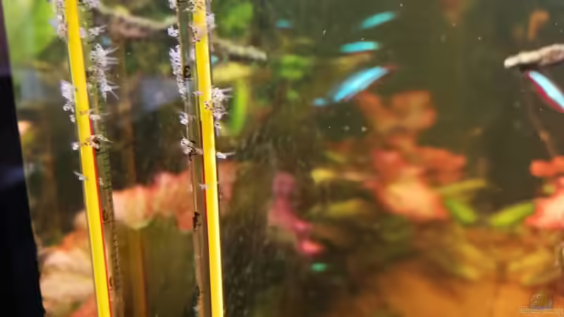 Nachwuchs bei den Skalaren von Ralf Bercke (21)