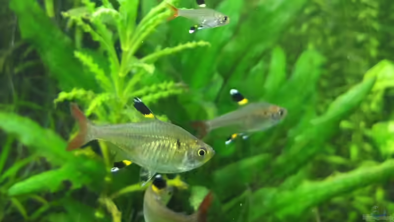 Nachwuchs bei Sternfleckens ! von axolotl (57)