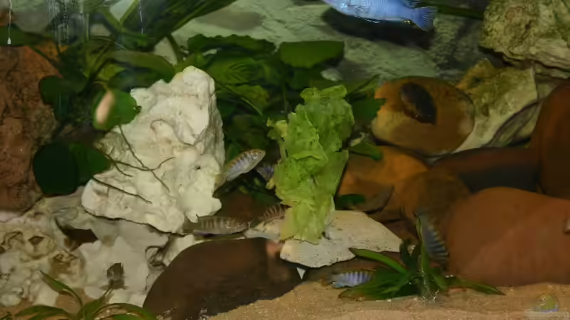 Nachwuchs beim Salatfrühstück von Sven Nekum (3)