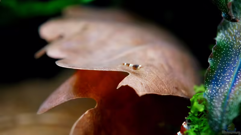 Caridina logemanni im Aquarium halten (Einrichtungsbeispiele für Red Bee Garnelen)