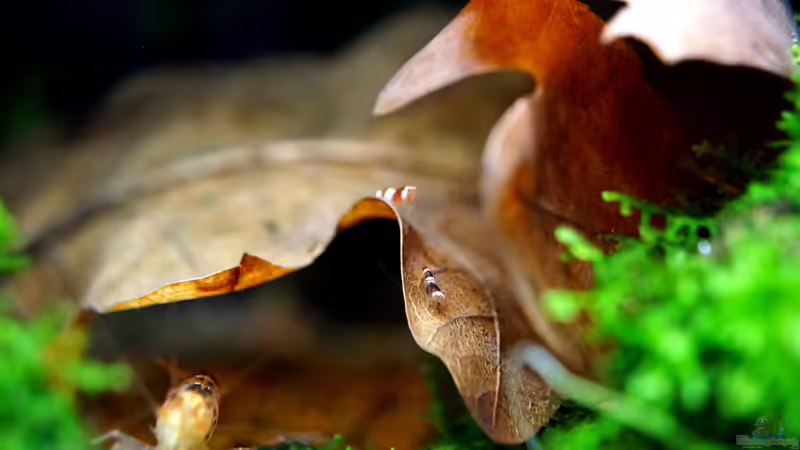 Einrichtungsbeispiele für Aquarien mit Bienengarnelen