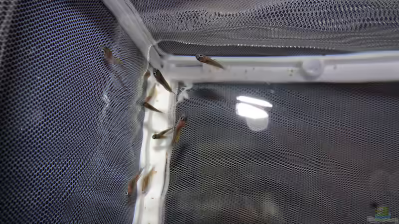 Nachwuchs C. leptosoma Mpunlungu von Cichliden-Kabuff (48)