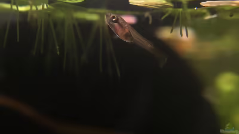 Nachwuchs ca 1 Monat alt von Jaenu00 (7)