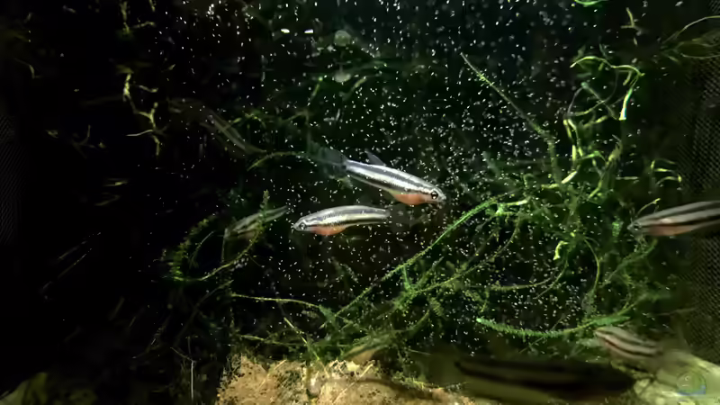 Nachwuchs ca 2 Monate alt von Jaenu00 (20)