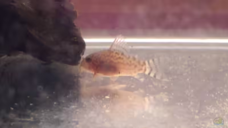 Nachwuchs Corydoras Sterbai  von Eric Mattiszik (12)