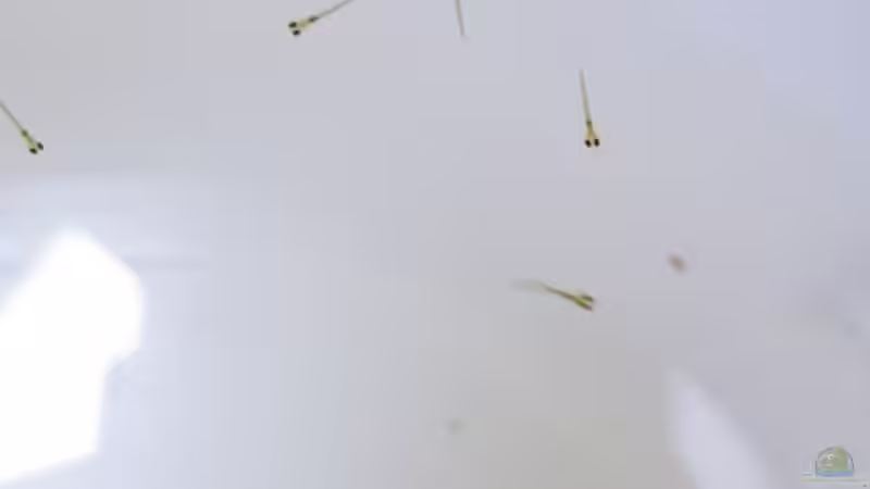 Einrichtungsbeispiele für Aquarien mit Danio choprae (Rubinbärbling)