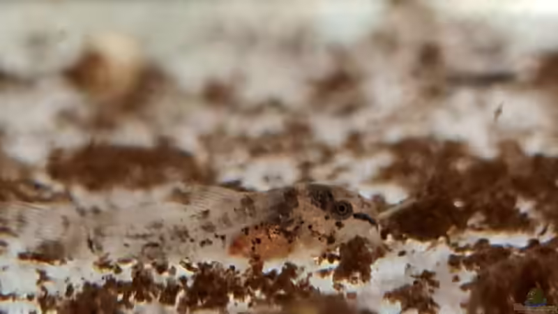 Nachwuchs der Corydoras habrosus von David Schneider Aquaristik (30)