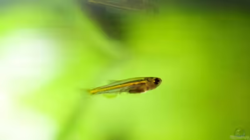 Nachwuchs der Danios von Tavira2000 (18)