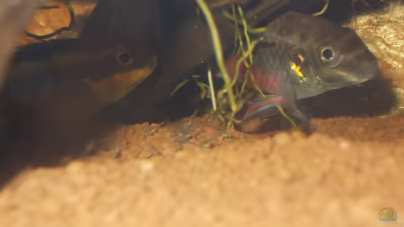 Nachwuchs die 2te von Koehler (37)