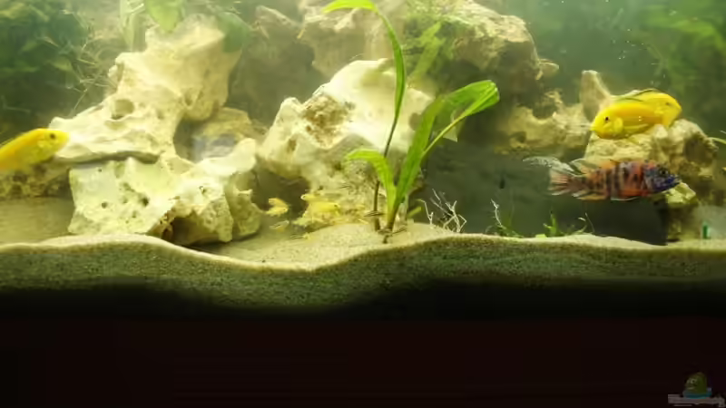 nachwuchs ein von drei solcher gruppen von Steffen Kluge (3)