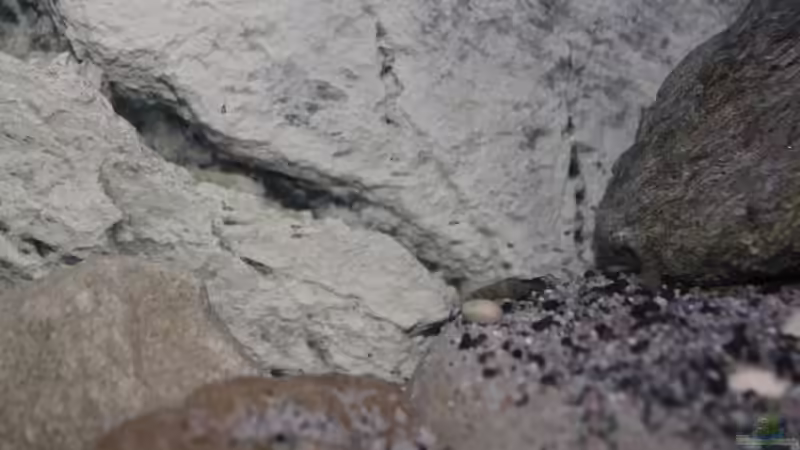 Nachwuchs etwa 5 Tage freischwimmend von The Pictus catfish (14)