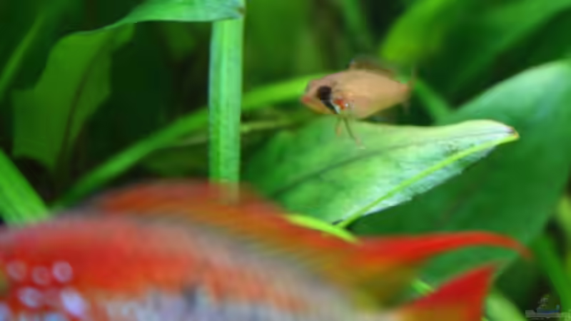 nachwuchs I von Apistofan (35)