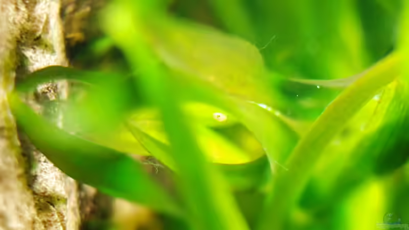 Nachwuchs II von Digibastler (5)