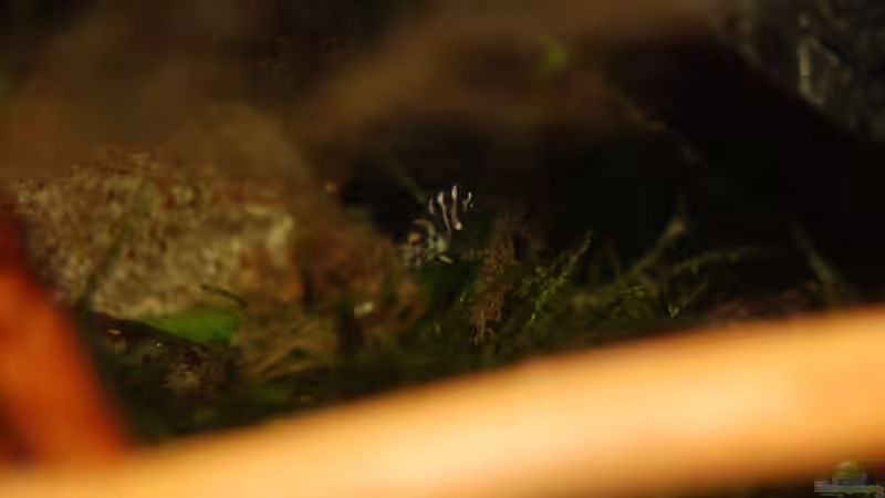 Nachwuchs im Aufzuchtbecken von ml69 (14)