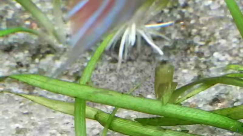 Nachwuchs in der laichkule von Sascha H. (16)