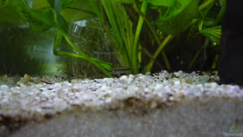 Nachwuchs jetzt etwa 4 Wochen alt von Fabian (7)