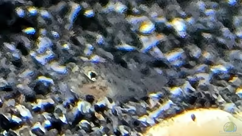 Lamprologus kungweensis im Aquarien halten (Einrichtungsbeispiele für L. kungweensis)